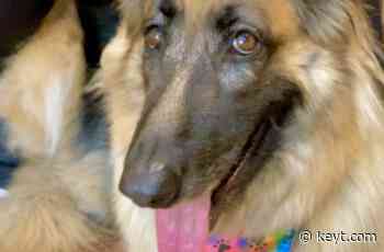 Lovable furry dog makes rounds at Marian Regional Medical Center | NewsChannel 3-12 - KEYT