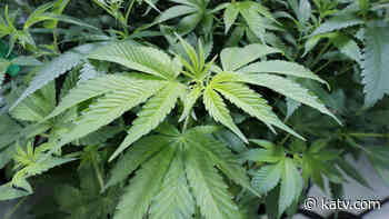 Federal grant to fund study of medical marijuana use in Arkansas - KATV