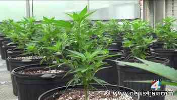 Still no medical marijuana license for Black farmer - WJXT News4JAX