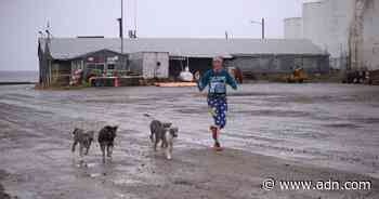 At a rare marathon in Kotzebue, chest waders, piggyback ride and sled dogs are part of the race plan - Anchorage Daily News