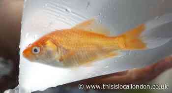 'Barbaric' Greenwich funfairs using live goldfish as prizes