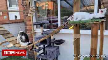 Blackpool cat lovers battle to save giant feline garden playground