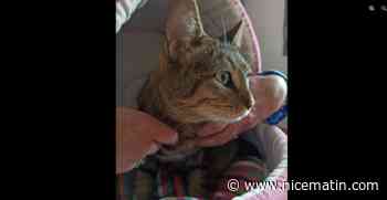 Miracle! La chatte Teddy, perdue dans un avion entre Nice et Los Angeles, a été retrouvée - Nice-Matin