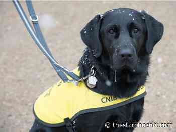 Letters: Let me offer tips on proper guide dog etiquette