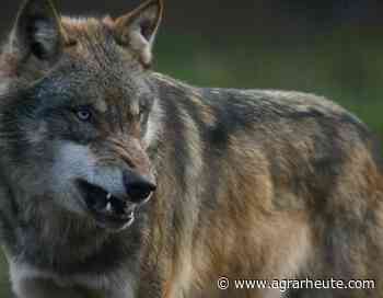 Wolf greift Mann in Dresden an | agrarheute.com - agrarheute.com
