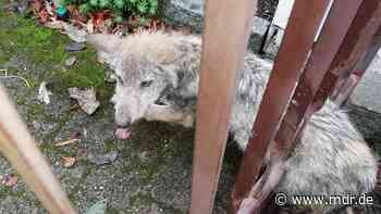 Experten: Verirrter Wolfswelpe bei Dresden fühlte sich bedrängt - MDR