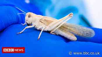 The edible insects coming to a supermarket near you