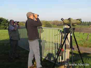 Vrijwilligers tellen trekvogels op hoogste punt van Wellen - Het Belang van Limburg
