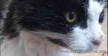 Cat Reunited with Owner After a Decade. The Shocking Way the Kitty Survived