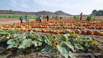 5 Fun Activities To Do This Fall in South Florida