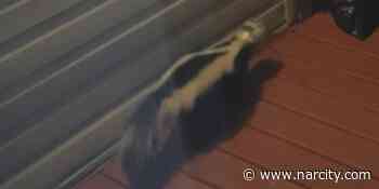 Calgary Police Helped Save A Skunk From A 'Jarring Situation' & Didn't Even Get Sprayed - Narcity Canada