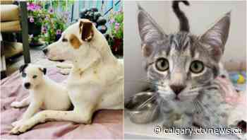 Calgary animal rescue group holds cash lottery to raise money for operating costs - CTV News Calgary