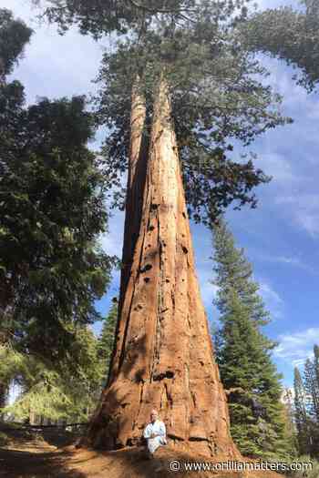 COLUMN: Anti-vaxxers, deniers can't see the forest for the trees - OrilliaMatters