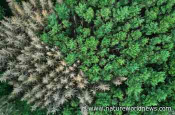 Forest Outside Germany's Iconic Sleeping Beauty Castle is Dying at an Alarming Rate - Nature World News