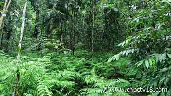 This Maharashtra village converted a 20-acre forest into ‘oxygen park’; here’s how - CNBCTV18