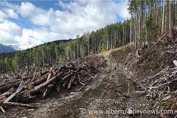 FORESTRY WEEK: Alberni Valley Community Forest sees increased use - Alberni Valley News