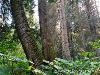 Wildsight speaks out on old growth for National Forest Week - Golden Star