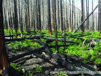 Diagnosing pesky forest pests - Alberta Daily Herald Tribune