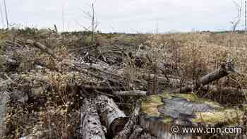 Sleeping Beauty's forest is dying. It's not the only climate crisis facing Germany's next chancellor - CNN
