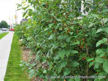 Cornwall's tiny forest set to be officially unveiled Oct. 1 - Standard Freeholder