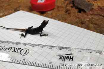 Forest fragmentation split up this lizard's population. It's no longer the same - Mongabay.com