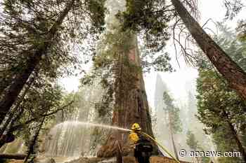Sequoia National Park's Giant Forest unscathed by wildfire - Associated Press