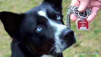 Erneut vertagt: Tornesch: Noch keine Einigung über Erhöhung der Hundesteuer | shz.de - shz.de