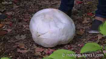 Grow with KARE: Puffball mushrooms