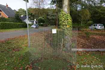 Mols bladkorvenplan 2021 ligt definitief vast (Mol) - Gazet van Antwerpen