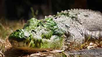 Saltwater crocodiles are getting bigger and their engagement with humans in the Top End is shifting