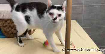Heppenheim: Tootsie ist zutraulich und verschmust - Echo Online