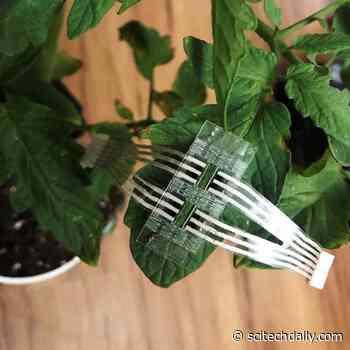 Plant Patch Enables Continuous Monitoring for Crop Stress and Diseases