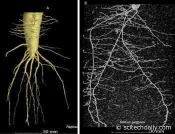 Scientists Are First in the World To Watch Plants “Drink” Water in Real-Time