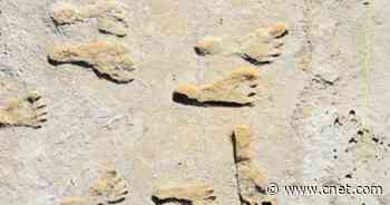 Oldest fossil footprints in North America are teaching us about early humans     - CNET