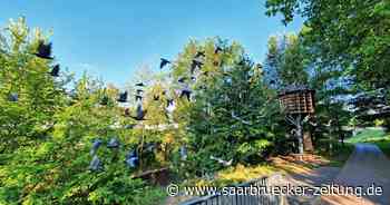 Tauben werden in Neunkirchen zum Problem - Saarbrücker Zeitung