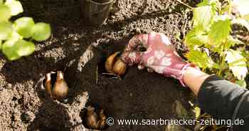 Pflanzentauschbörse in Neunkirchen - Saarbrücker Zeitung