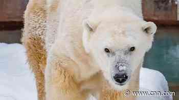 Oldest polar bear in human care in North America dies