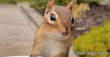 This Toronto chipmunk has more than 2 million followers on TikTok - blogTO