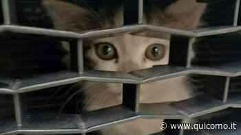 Sente miagolare in macchina e accosta: c'è un gattino intrappolato nel motore - QuiComo