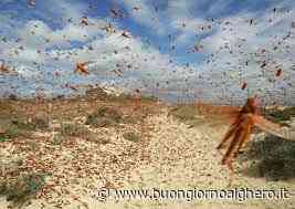 Il piano anti locuste fermo da mesi: ma le cavallette non si fermano - BuongiornoAlghero.it