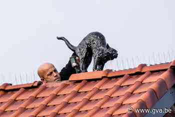 Wat doet die zwarte kat op dat dak? - Gazet van Antwerpen