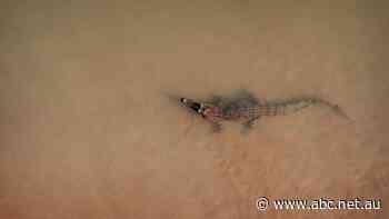 Crocodiles are creeping close to the suburbs. Is it time for a cull?