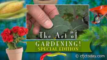 The Art of Gardening Labour Day Long Weekend Special - CFJC Today Kamloops