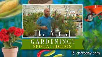 The Art of Gardening August Long Weekend Special - CFJC Today Kamloops