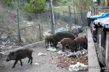 Romans say enough to wild boar invasion - Dudley News