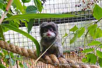 Dudley Zoo welcomes adorable baby Emperor tamarin - Dudley News