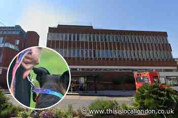 Erith man sentenced and fined thousands over dangerous dog