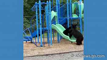 WATCH:  Bears play together at school playground