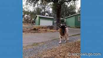 WATCH:  Videographer makes friends with affectionate goat