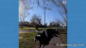 WATCH:  Magpie attacks cyclist in Australia